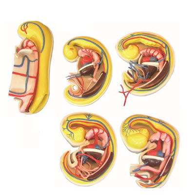 消化、呼吸、泌尿生殖、體腔的發生解剖示教模型 YJ/ZZ2017