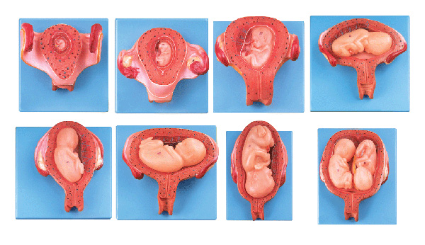 胎兒(胚胎)妊娠發(fā)育過(guò)程模型 JX/A42005